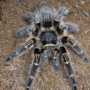 Grammostola pulchripes