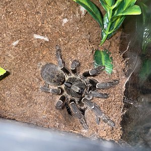 Ceratogyrus darlingi protecting her burrow