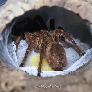 Wrapping the eggsac (Theraphosa stirmi)