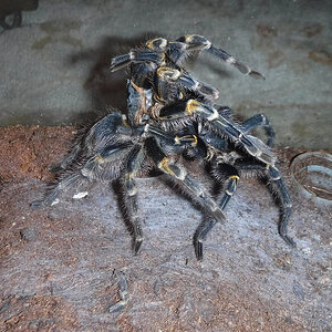 Gpulchripes pairing.jpg