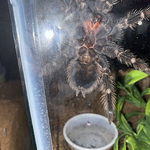 L.p recently molted