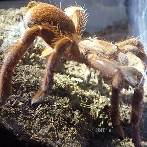 0.1 Pelinobius muticus - 6"+ DLS