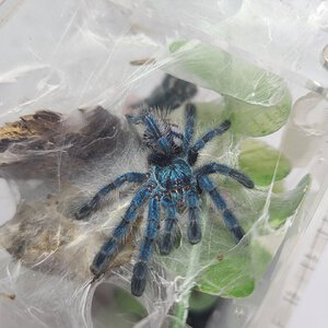 C. Versicolor juvie ~2"DLS