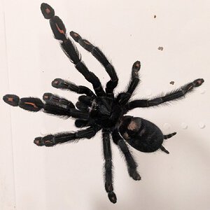 Freshly molted P. irminia MF