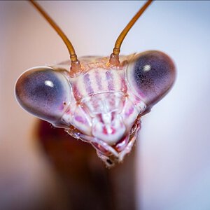 Baby praying mantis