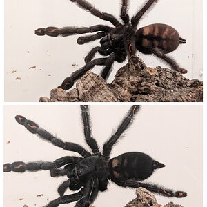 Irma, before and after molt