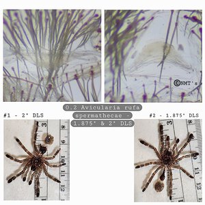 0.2 Avicularia rufa - 1.875" & 2" DLS