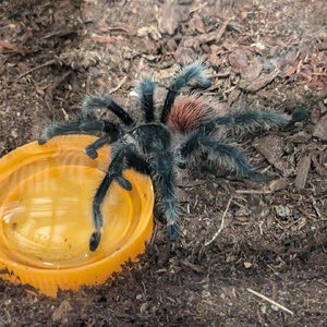 G. iheringi at the water dish