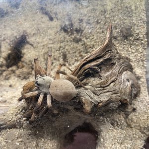 0.1 Cerbalus sp. ‘Egypt’ w/ new burrow