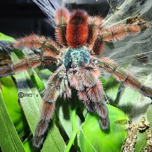 0.1 Caribena versicolor - 5" DLS