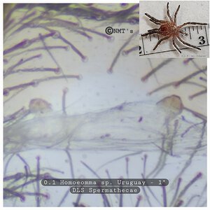 0.1 Homoeomma sp. Uruguay - 1" DLS