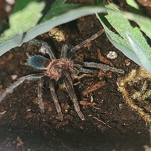 1" H. Longipes sling with a roach nymph