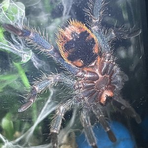 ~2.25” Chromatopelma cyaneopubescens