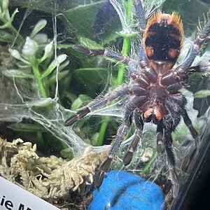 ~2.25” Chromatopelma cyaneopubescens