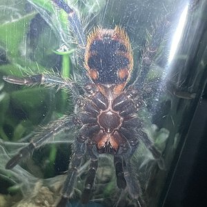 ~2.25” Chromatopelma cyaneopubescens