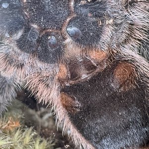 5” dls Grammostola Pulchripes