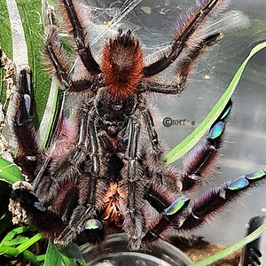 Caribena versicolor pairing