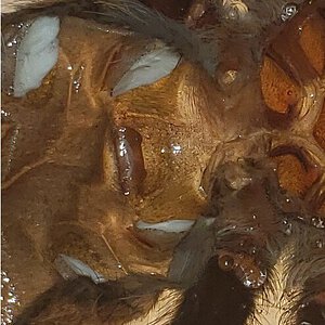 Brachypelma Smithi Exuviae 2.jpg