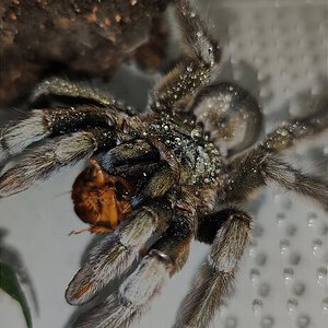 P. cambridgei n2