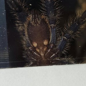 1.75" Poecilotheria metallica