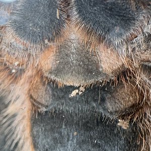 3.5”-4” dls Grammostola Pulchripes