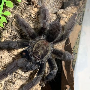 Psalmopoeus sp. black female