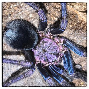 MM Phormictopus sp Dominican Purple