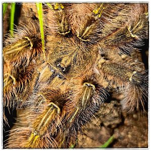 MM Poecilotheria rufilata