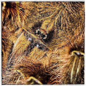 MM Poecilotheria rufilata