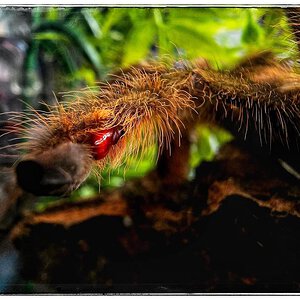 MM Poecilotheria rufilata