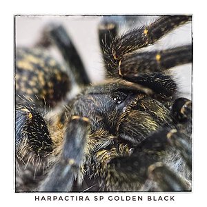 Harpactira sp. “golden black”