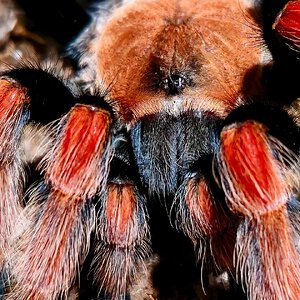 MM Brachypelma boehmei