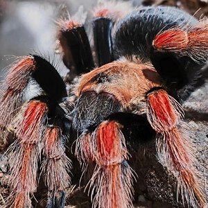 MM Brachypelma boehmei