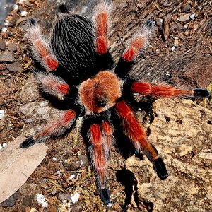 MM Brachypelma boehmei