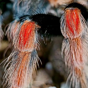 MM Brachypelma boehmei