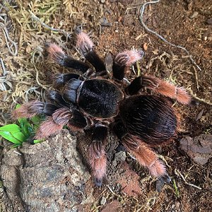 Brachypelma klaasi