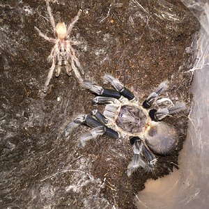 Chilobrachys sp. kaeng krachan pair 10-13-16 old pic