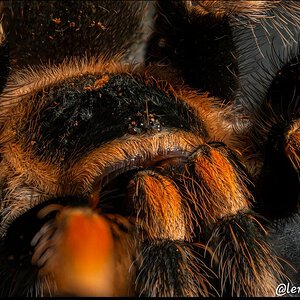 Brachypelma smithi focus stack