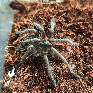 Pamphobeteus sp. manganegra