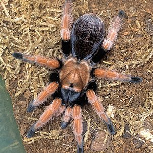 Aphonopelma bicoloratum