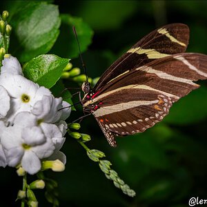 Butterfly, Zebra Longwing