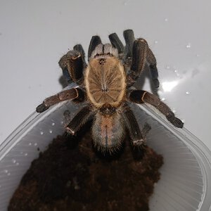 Cyriopagopus sp. Bach Ma