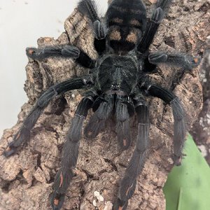 MF P. irminia "Irma" ready for her next modeling gig