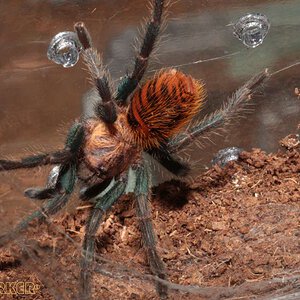 Chromatopelma-cyaneopubescens22.jpg