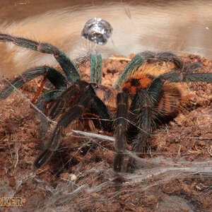 Chromatopelma-cyaneopubescens23.jpg