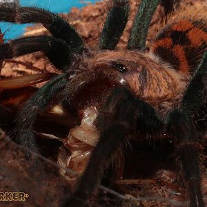 Chromatopelma-cyaneopubescens24.jpg