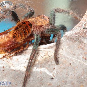 Chromatopelma-cyaneopubescens25.jpg