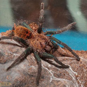 Chromatopelma-cyaneopubescens26.jpg