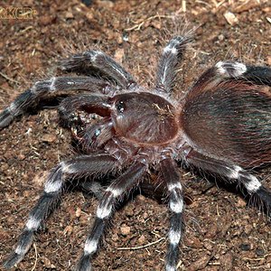 Acanthoscurria-geniculata21.jpg