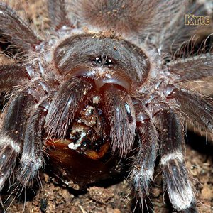 Acanthoscurria-geniculata22.jpg